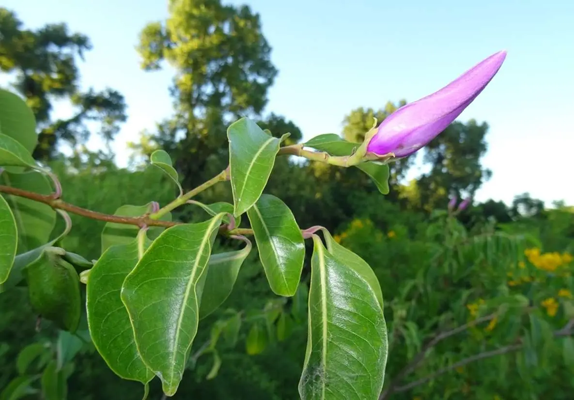 Cryptostegia grandiflora - Rubber Vine - Image 8