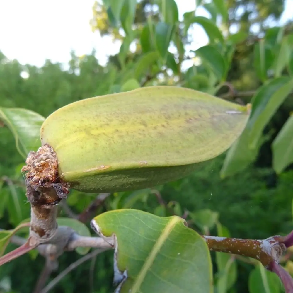 Cryptostegia grandiflora - Rubber Vine - Image 9