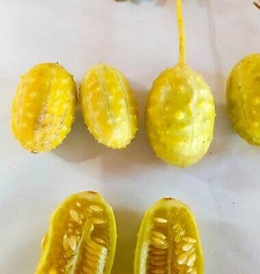 Cucumis anguria - Burr Cucumber, Maroon cucumber