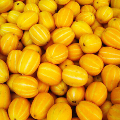 Cucumis melo 'Agrestis' - Wild Musk Melon