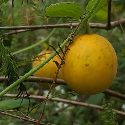 Cucumis melo var. dudaim - Queen Anne's Pocket Melon, Victorian Pocket Melon, Plum Granny