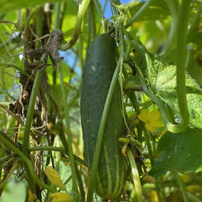 Cucumis sativus 'Green' - Cucumber Green Fingers, Baby Persian, Snack Cucumber, Garden Cucumber, Gherkin