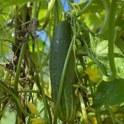 Cucumis sativus 'Green' - Cucumber Green Fingers, Baby Persian, Snack Cucumber, Garden Cucumber, Gherkin