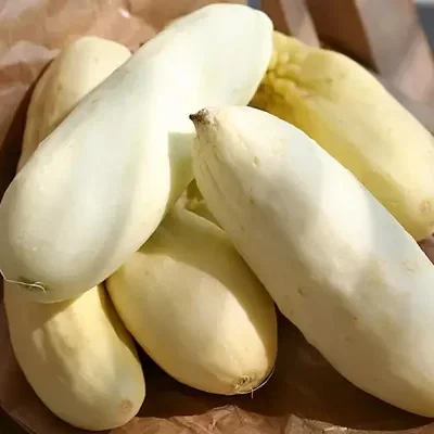 Cucumis sativus 'White Wonder' - Cucumber, Baby Persian, Snack Cucumber, Garden Cucumber, Gherkin