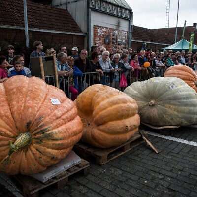 Cucurbita maxima 'Big Max' - Big Max Pumpkin
