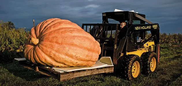 Cucurbita maxima 'Big Max' - Big Max Pumpkin - Image 3