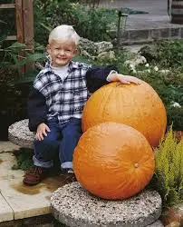 Cucurbita maxima 'Big Max' - Big Max Pumpkin - Image 5