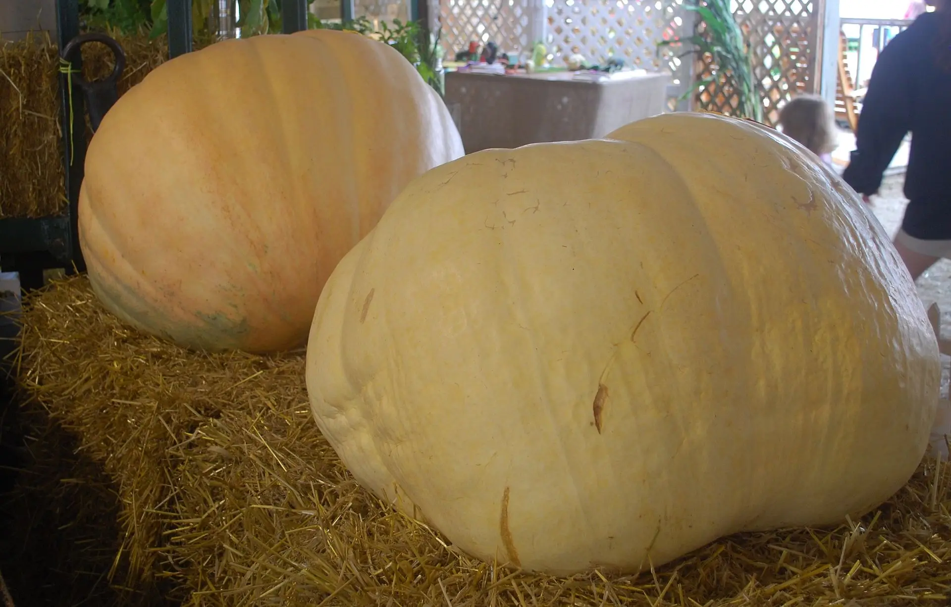 Cucurbita maxima 'Big Max' - Big Max Pumpkin - Image 7