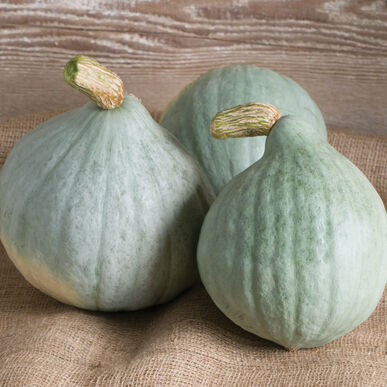 Cucurbita maxima 'Hubbard squash' - Baby Blue Hubbard Squash