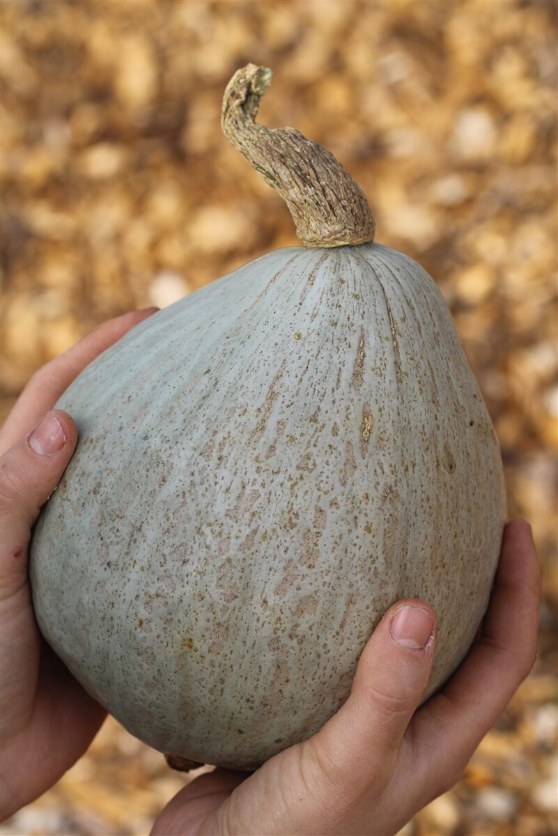 Cucurbita maxima 'Hubbard squash' - Baby Blue Hubbard Squash - Image 2