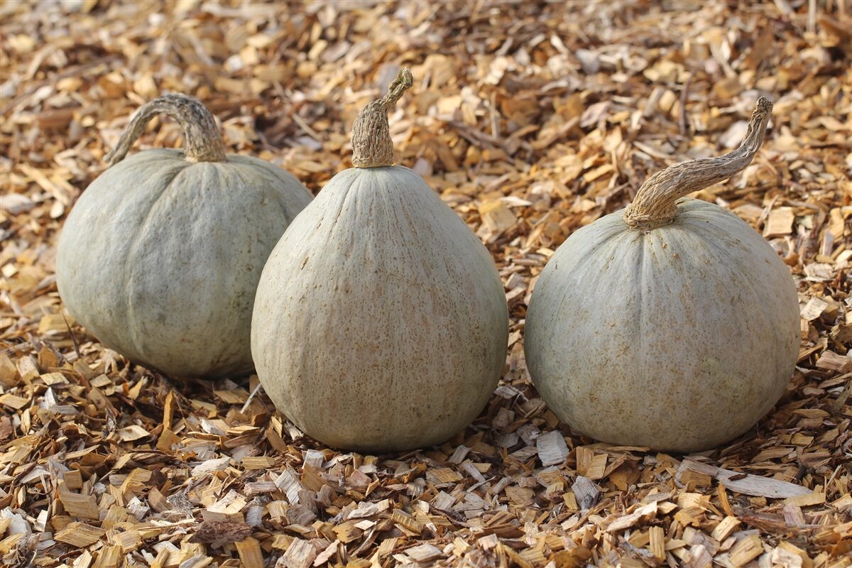 Cucurbita maxima 'Hubbard squash' - Baby Blue Hubbard Squash - Image 3