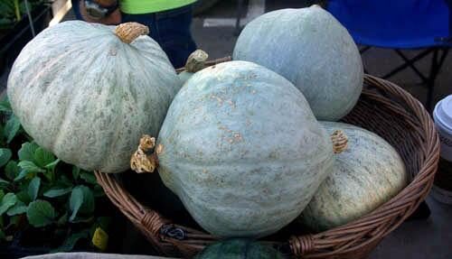 Cucurbita maxima 'Hubbard squash' - Baby Blue Hubbard Squash - Image 5