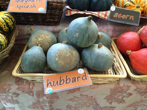 Cucurbita maxima 'Hubbard squash' - Baby Blue Hubbard Squash - Image 6