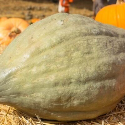 Cucurbita maxima 'Hubbard Blue Giant' - Blue Hubbard Squash, Giant Hubbard pumpkin, Colossal Blue pumpkin