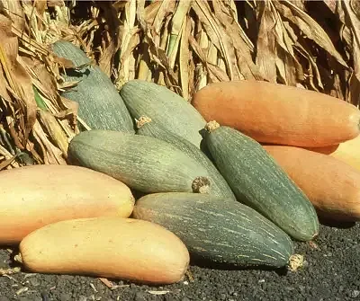 Cucurbita maxima 'Banana Squash Pink' - Jumbo Banana Squash Pumpkin
