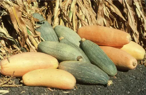 Cucurbita maxima 'Banana Squash Pink' - Jumbo Banana Squash Pumpkin