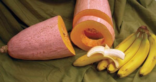 Cucurbita maxima 'Banana Squash Pink' - Jumbo Banana Squash Pumpkin - Image 2