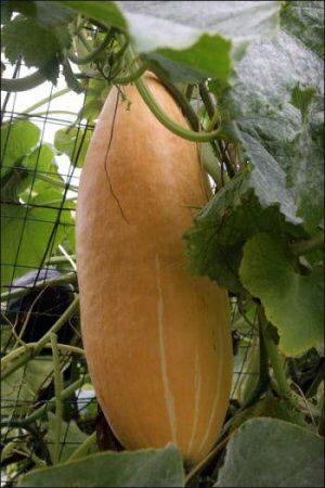 Cucurbita maxima 'Banana Squash Pink' - Jumbo Banana Squash Pumpkin - Image 3