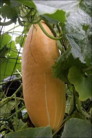 Cucurbita maxima 'Banana Squash Pink' - Jumbo Banana Squash Pumpkin - Image 3