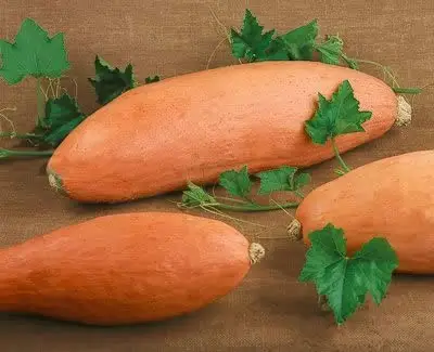 Cucurbita maxima 'Banana Squash Pink' - Jumbo Banana Squash Pumpkin - Image 4