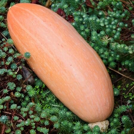 Cucurbita maxima 'Banana Squash Pink' - Jumbo Banana Squash Pumpkin - Image 5