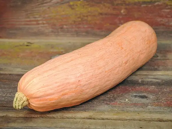 Cucurbita maxima 'Banana Squash Pink' - Jumbo Banana Squash Pumpkin - Image 6