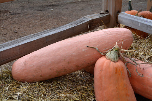 Cucurbita maxima 'Banana Squash Pink' - Jumbo Banana Squash Pumpkin - Image 7