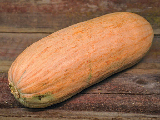 Cucurbita maxima 'Banana Squash Pink' - Jumbo Banana Squash Pumpkin - Image 8