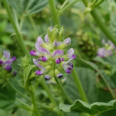 Cullen corylifolium / Psoralea corylifolia - Babchi, Bu Gu Zhi, Bakuchi, Purple Fleabane, Scurfy Pea