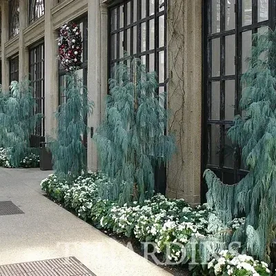 Cupressus cashmeriana - Kashmir cypress, butan cypress, cupressus blue cascade