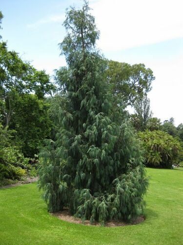 Cupressus cashmeriana - Kashmir cypress, butan cypress, cupressus blue cascade - Image 7