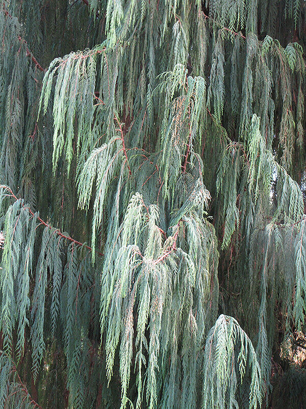 Cupressus cashmeriana - Kashmir cypress, butan cypress, cupressus blue cascade - Image 10