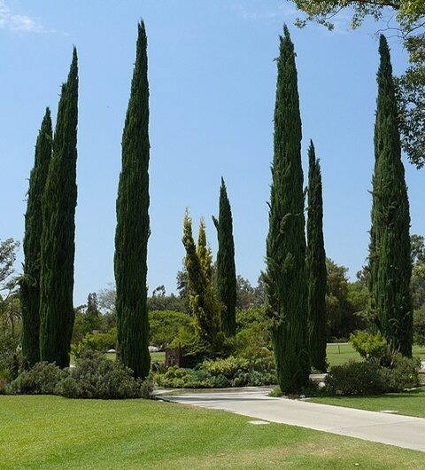 Cupressus sempervirens var. stricta - Italian Cypress, Mediterranean Cypress, Candle Cypress, Pyramidal Cypress