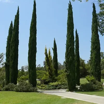 Cupressus sempervirens var. stricta - Italian Cypress, Mediterranean Cypress, Candle Cypress, Pyramidal Cypress
