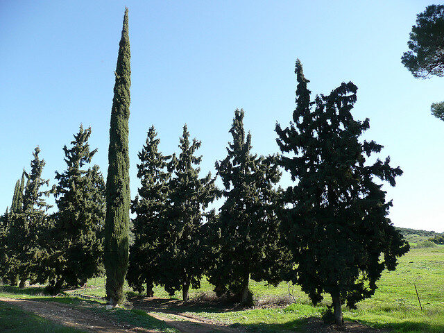 Cupressus sempervirens var. stricta - Italian Cypress, Mediterranean Cypress, Candle Cypress, Pyramidal Cypress - Image 2