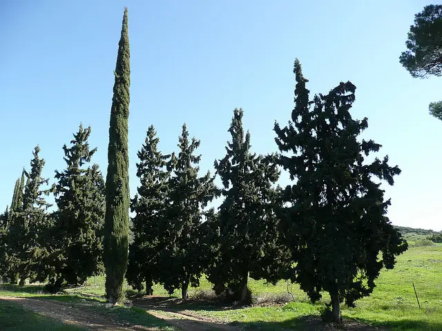 Cupressus sempervirens var. stricta - Italian Cypress, Mediterranean Cypress, Candle Cypress, Pyramidal Cypress - Image 2