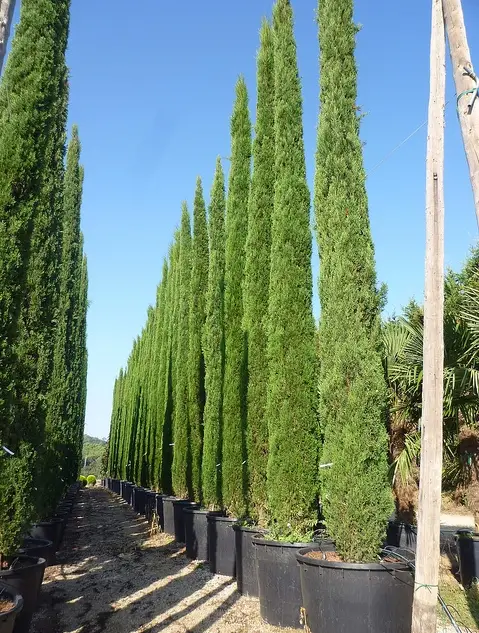 Cupressus sempervirens var. stricta - Italian Cypress, Mediterranean Cypress, Candle Cypress, Pyramidal Cypress - Image 3