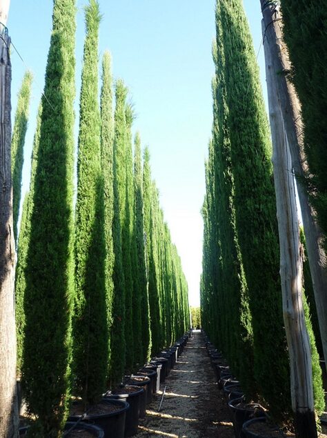 Cupressus sempervirens var. stricta - Italian Cypress, Mediterranean Cypress, Candle Cypress, Pyramidal Cypress - Image 6