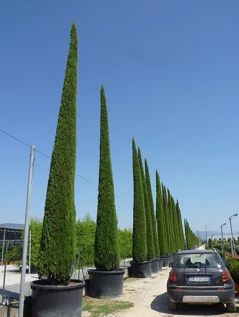 Cupressus sempervirens var. stricta - Italian Cypress, Mediterranean Cypress, Candle Cypress, Pyramidal Cypress - Image 7