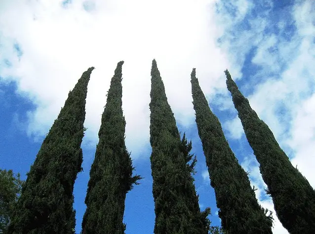 Cupressus sempervirens var. stricta - Italian Cypress, Mediterranean Cypress, Candle Cypress, Pyramidal Cypress - Image 10