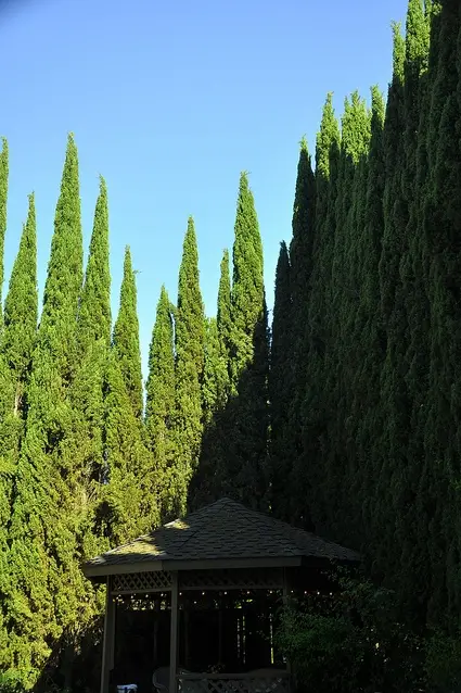 Cupressus sempervirens var. stricta - Italian Cypress, Mediterranean Cypress, Candle Cypress, Pyramidal Cypress - Image 11