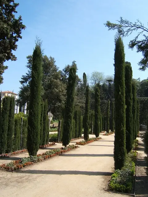 Cupressus sempervirens var. stricta - Italian Cypress, Mediterranean Cypress, Candle Cypress, Pyramidal Cypress - Image 12