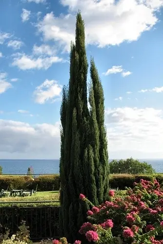 Cupressus sempervirens var. stricta - Italian Cypress, Mediterranean Cypress, Candle Cypress, Pyramidal Cypress - Image 13