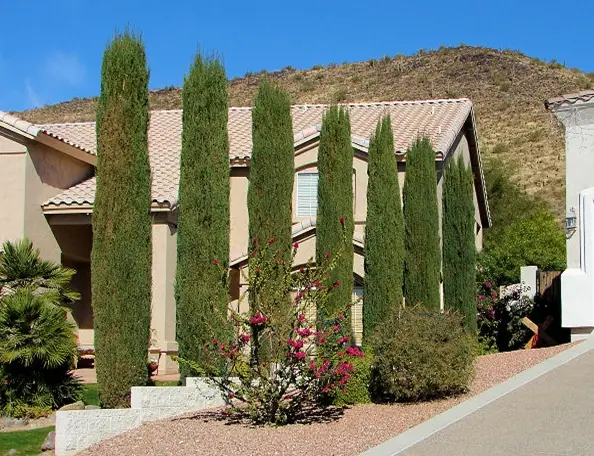 Cupressus sempervirens var. stricta - Italian Cypress, Mediterranean Cypress, Candle Cypress, Pyramidal Cypress - Image 14