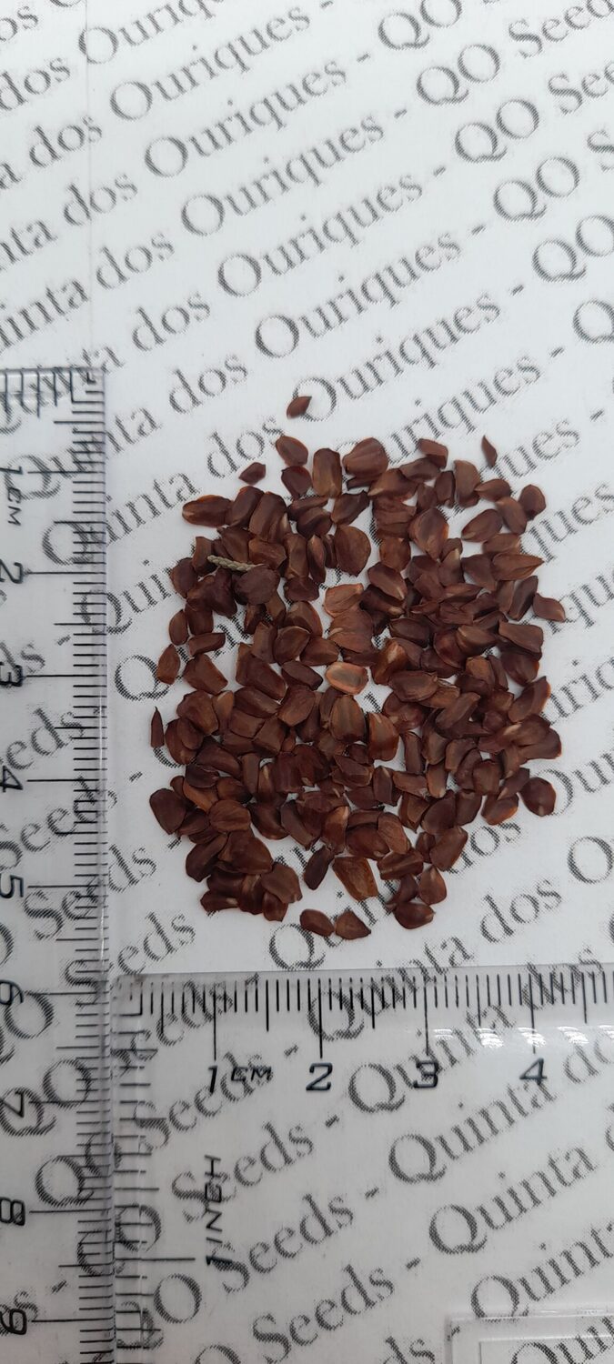 Cupressus sempervirens var. stricta - Italian Cypress, Mediterranean Cypress, Candle Cypress, Pyramidal Cypress - Image 15