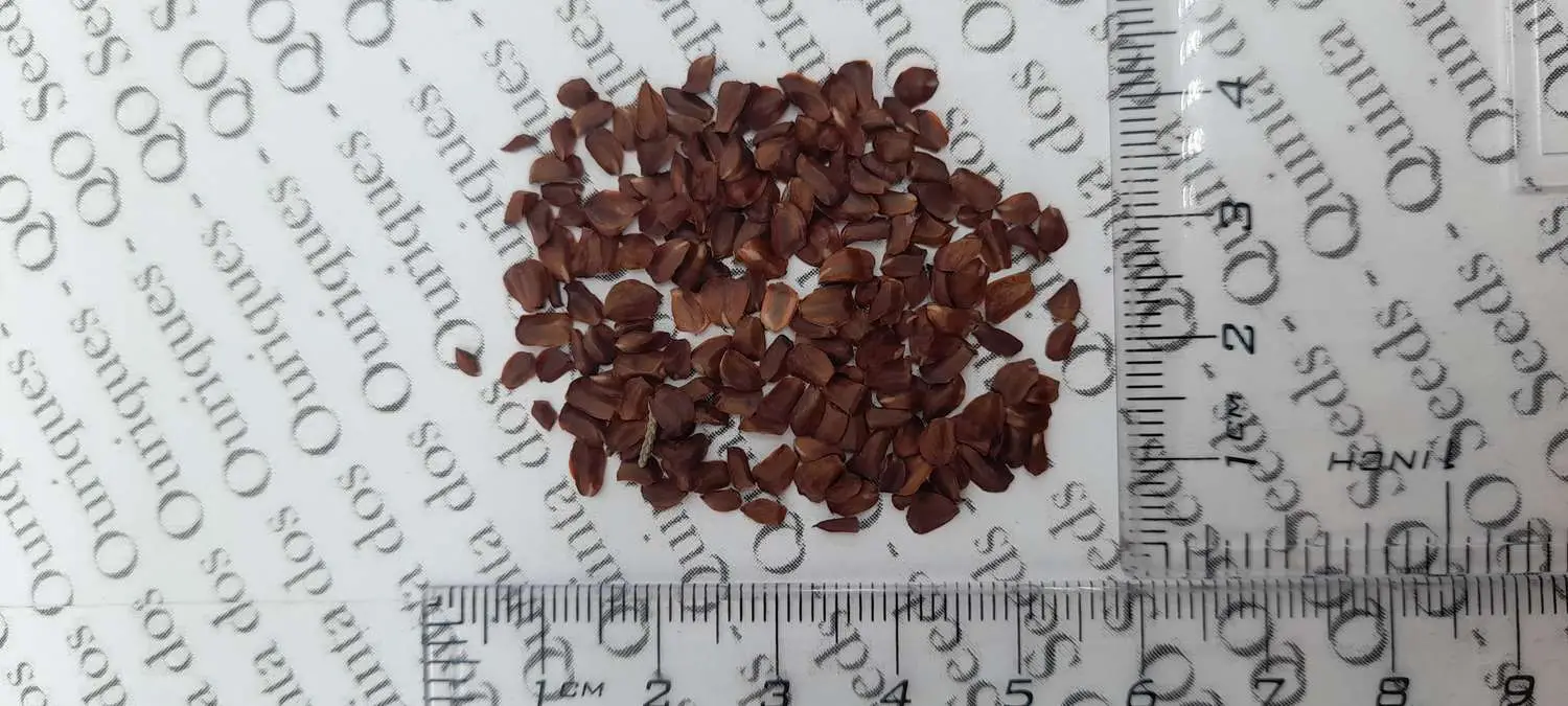 Cupressus sempervirens var. stricta - Italian Cypress, Mediterranean Cypress, Candle Cypress, Pyramidal Cypress - Image 15