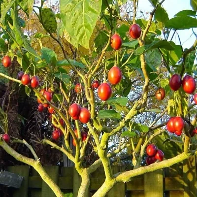 Solanum betaceum / Cyphomandra betacea - Tomato Tree, Tamarillo
