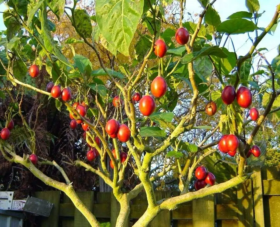 Solanum betaceum / Cyphomandra betacea - Tomato Tree, Tamarillo