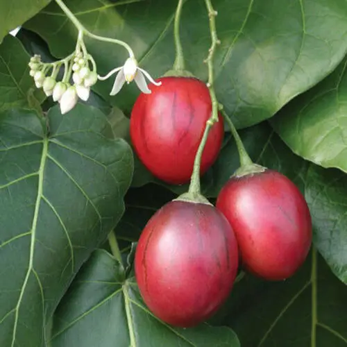 Solanum betaceum / Cyphomandra betacea - Tomato Tree, Tamarillo - Image 2