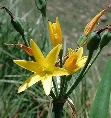 Cyrtanthus breviflorus - Dobo Lily